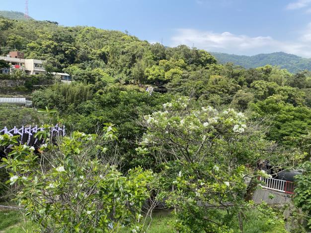 照片2　白石湖吊橋旁流蘇綻放。.JPG