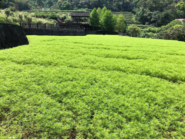 1-層層疊疊的波斯菊花苗.JPG