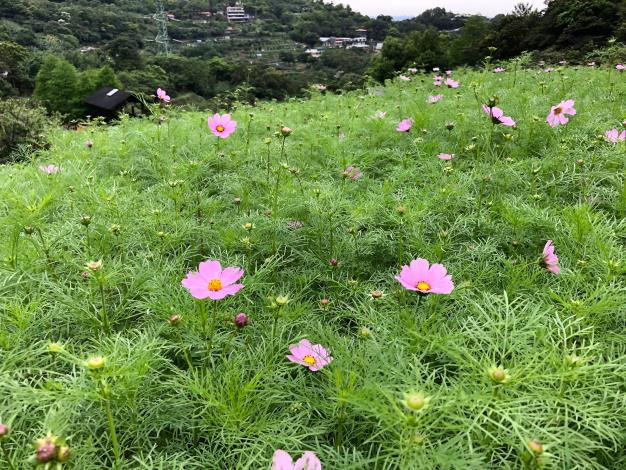 5-第一批花苞已率先迎向遊客.JPG
