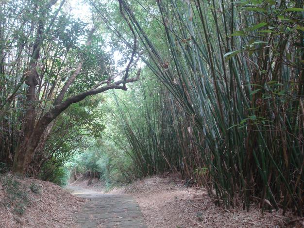 04沿途有大片的竹林形成綠色隧道.JPG