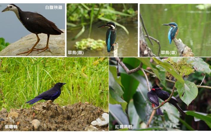 永春陂濕地公園營造過程鳥類回歸