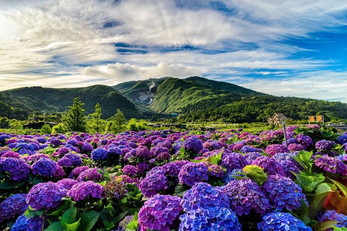 火山戀上花海的景致