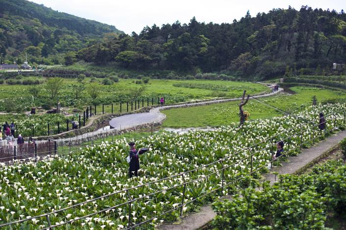 芋見小路與海芋景觀