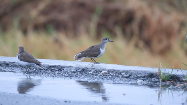磯鷸 是內溝溪河畔常見的冬候鳥 常以獨特的方式上下搖擺尾巴