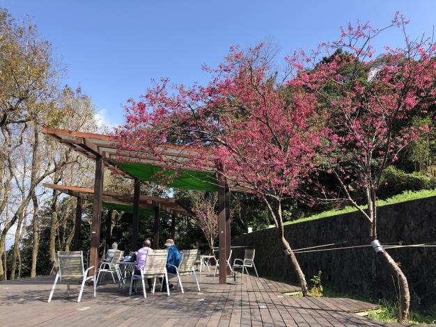 1-櫻花開.JPG