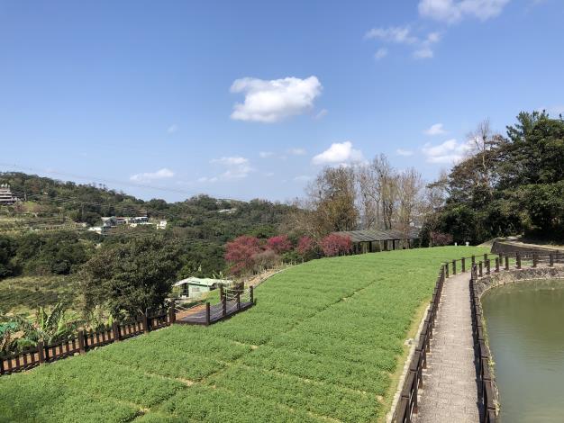 3-水池旁準備盛開.JPG