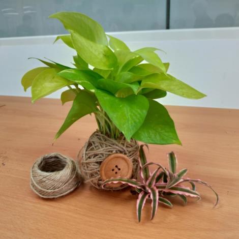 06手作苔球 為生活增添自然美學