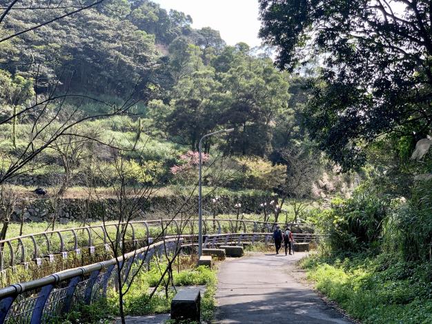 2.漫步於櫻木花廊中與溪畔形成一美景.JPG