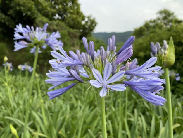 02-愛情花降臨於內雙溪