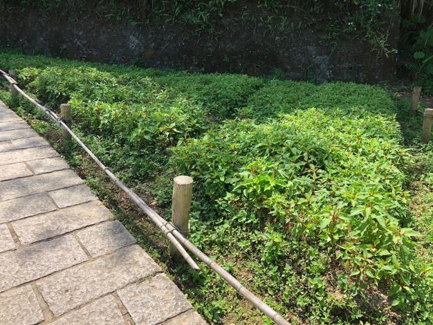 樟樹步道-羽狀雞冠花.JPG
