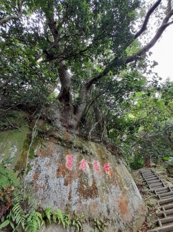 3-步道旁可見過去駐軍留下的「毋忘在莒」刻字和岩石頂上的大樹景觀