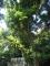 04沿途可見高聳大樹，樹上布滿山蘇等蕨類植物.JPG