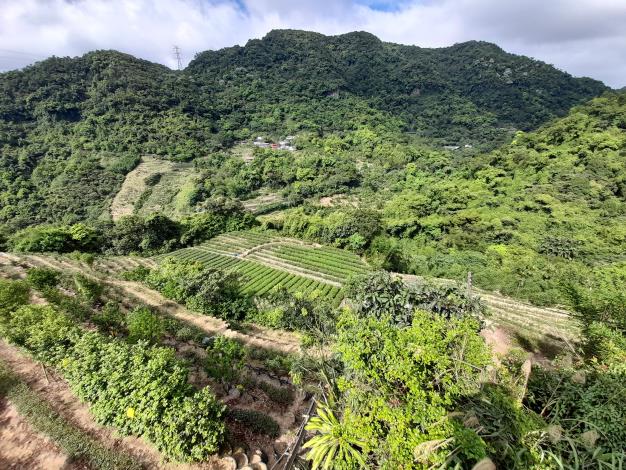 08遇茶展中心步道叉路右轉後不久，便可看到廣闊山谷和大片的茶園