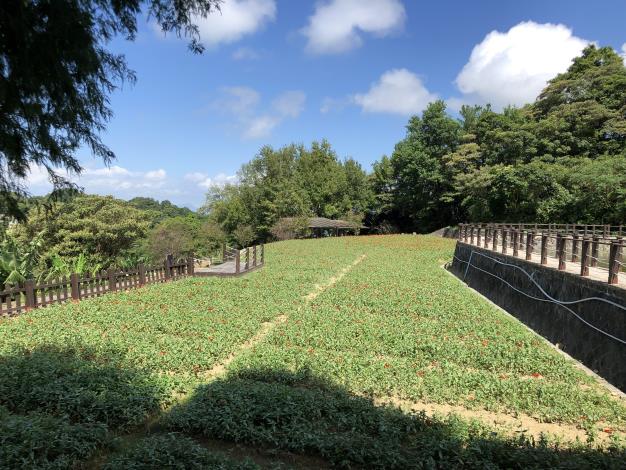 樟樹步道-百日草_1.JPG