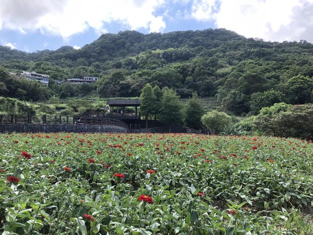 樟樹步道-百日草_3.JPG
