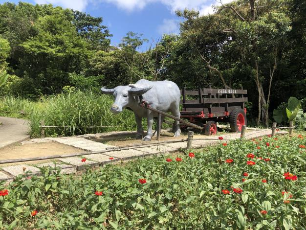 樟樹步道-百日草_4.JPG