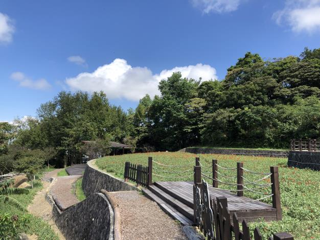 樟樹步道-百日草_2.JPG