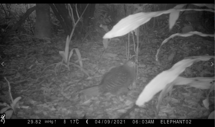 02藍腹鷴（雌），臺灣特有種鳥類，以紅外線自動相機攝於象山。