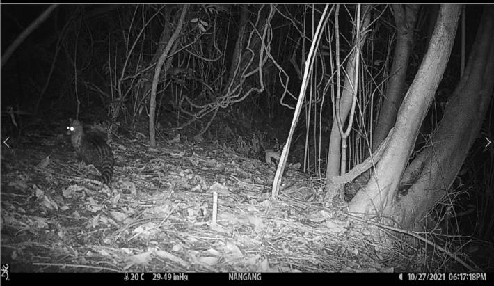 03保育類動物-麝香貓，以紅外線自動相機攝於南港山。