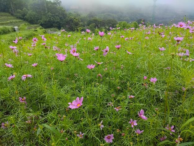 波斯菊近照