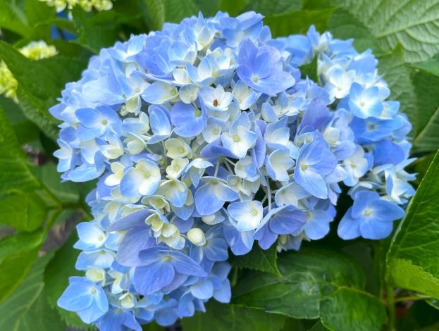 6.青色漸層的繡球花
