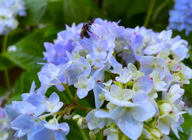 7.在花海中忙碌的蜜蜂.JPG