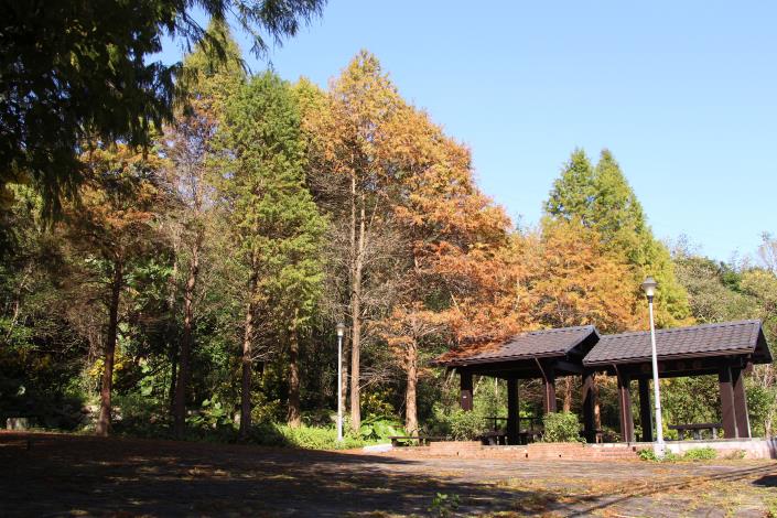 照片3 麗山農民廣場的落羽松美景.JPG