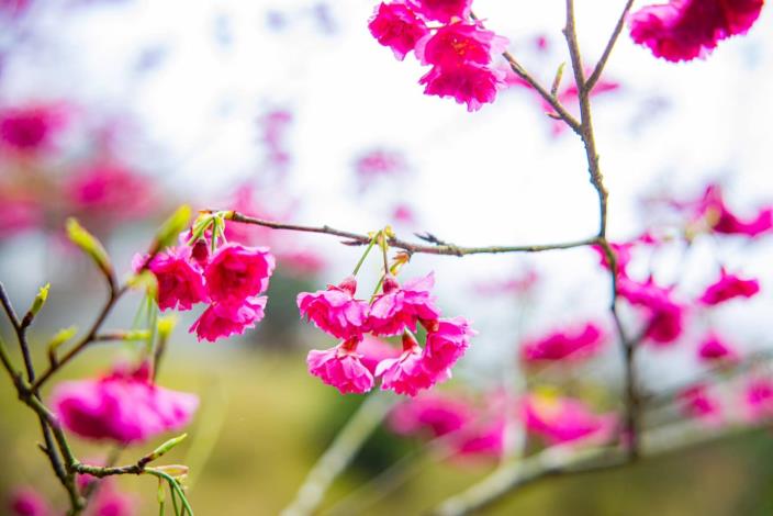 照片2 櫻花綻放