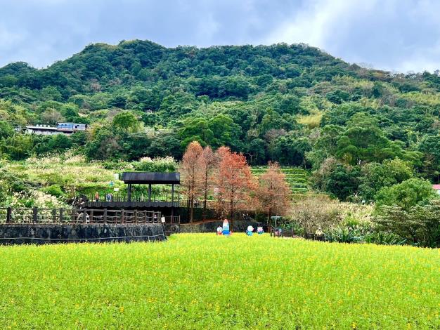 樟樹步道-魯冰花季