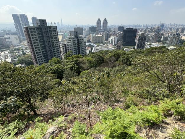 照片3 臺北市淺山森林-2