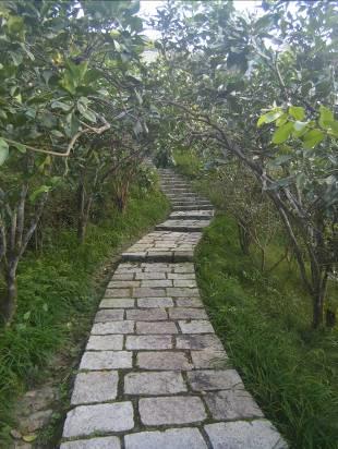 照片8-持續調查南港桂花林步道沿線的桂花及樹木