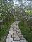 照片8-持續調查南港桂花林步道沿線的桂花及樹木