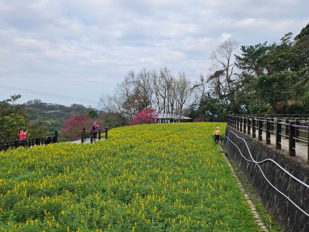 2.魯冰花花海2