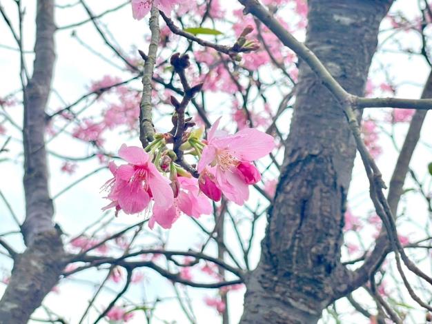 照片8 ‒祈福山徑飛寒櫻（台版富士櫻）