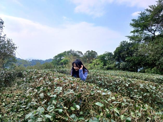 照片3-舊莊社區的茶園風光
