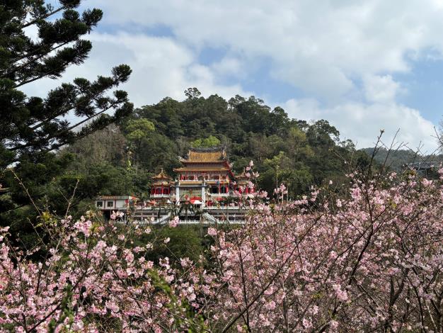 指南風景區-櫻花
