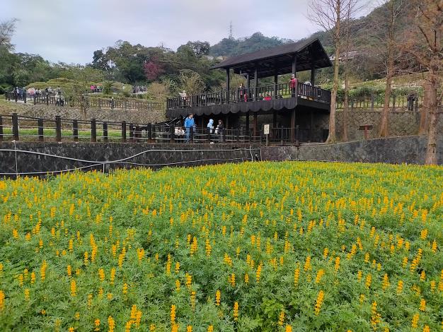 樟樹步道-魯冰花花海