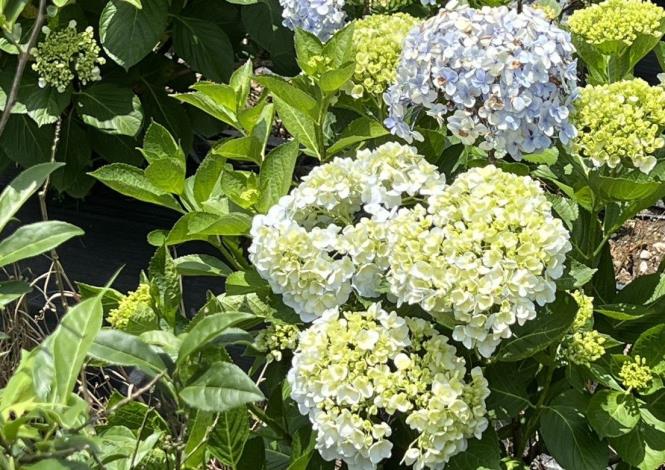圖三：繡球花花色漸層多變