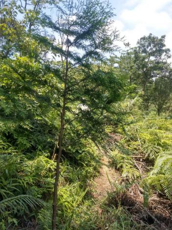 為宣導森林應該要加強經營，大地處率先示範，定期撫育及修枝新植林木，以維持優美樹型。_調整大小