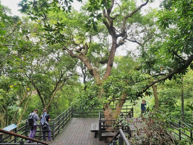 照片5-樟樹  圓山風景區飛羽的家