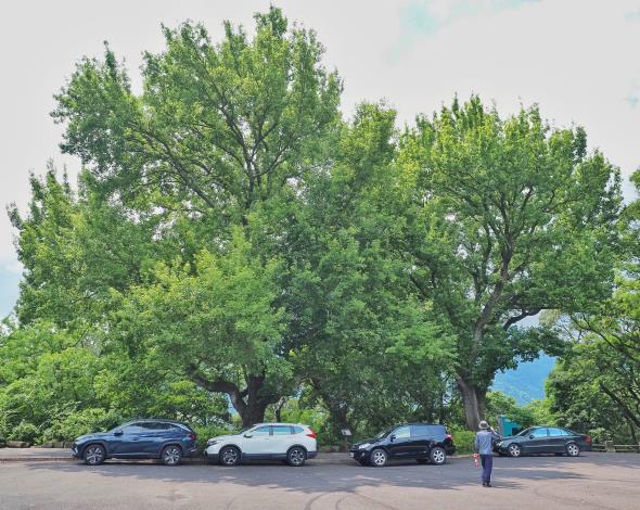 照片7-楓香姊妹樹  橫嶺古道紅壇停車場