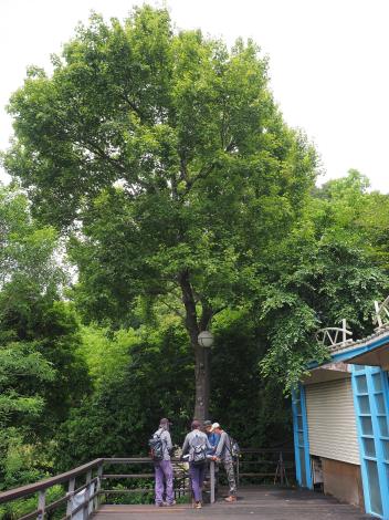 照片9-楓香  圓山風景區藍鵲地景景觀區.JPG