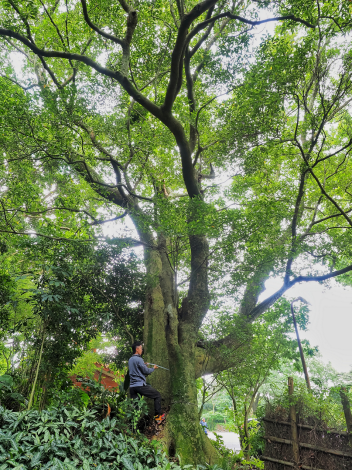 照片10-烏心石  橫嶺古道紅壇登山口