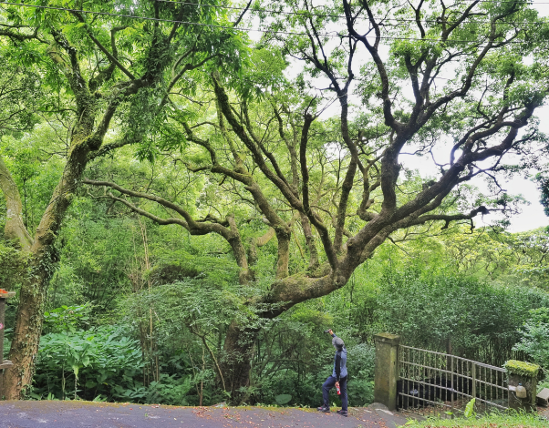 照片6-樟樹  湖底路湖山國小步道口