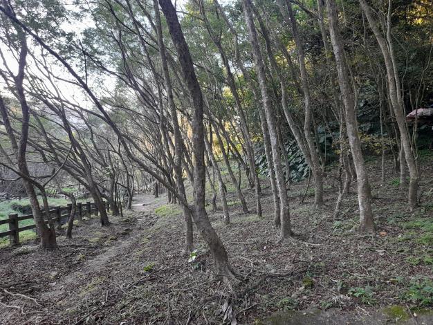 10-豹山溪步道最後一段栽種大量光蠟樹