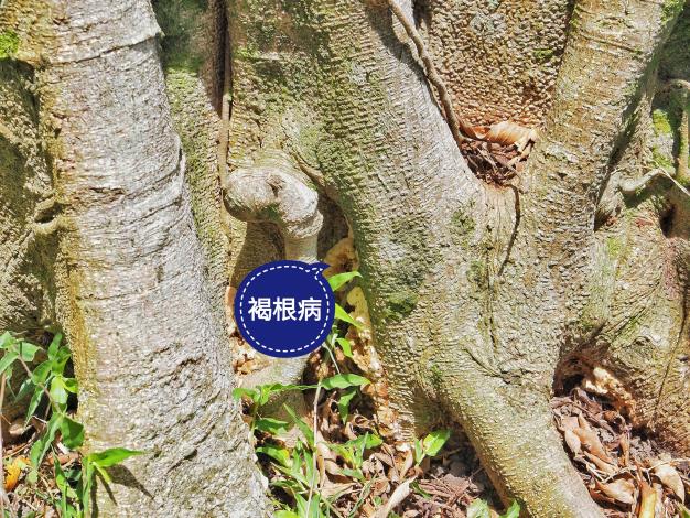 圖片9-樹木狀態觀察(七)