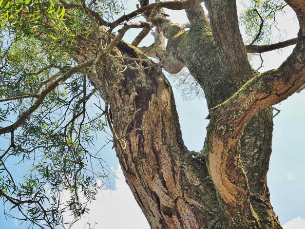 圖片4-樹木狀態觀察(二)