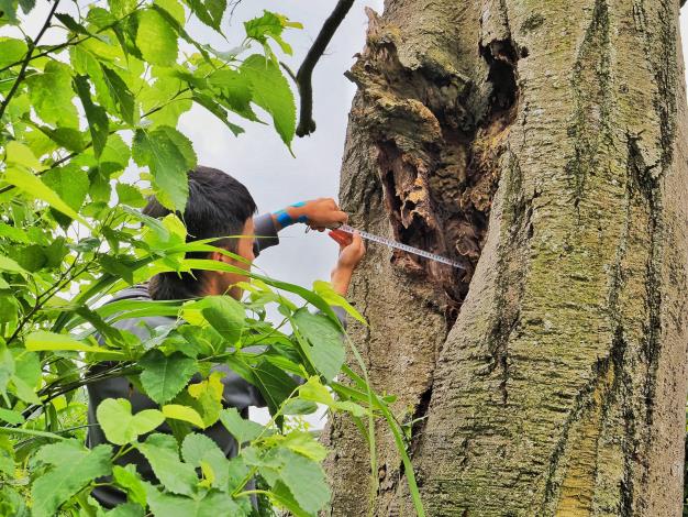 圖片6-樹木狀態觀察(四)