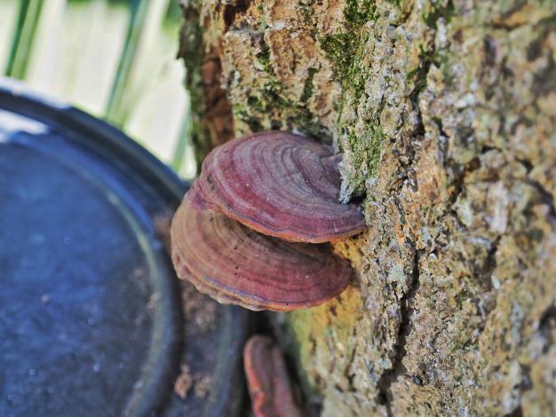 圖片7-樹木狀態觀察(五)