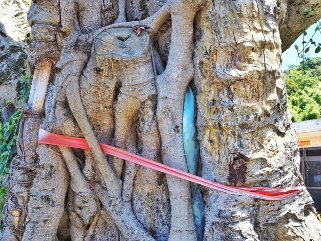 圖片5-樹木狀態觀察(三)